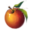 ESO Icon Äpfel.png