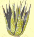RG Hammerfells Flora - Aloe Vera.jpg