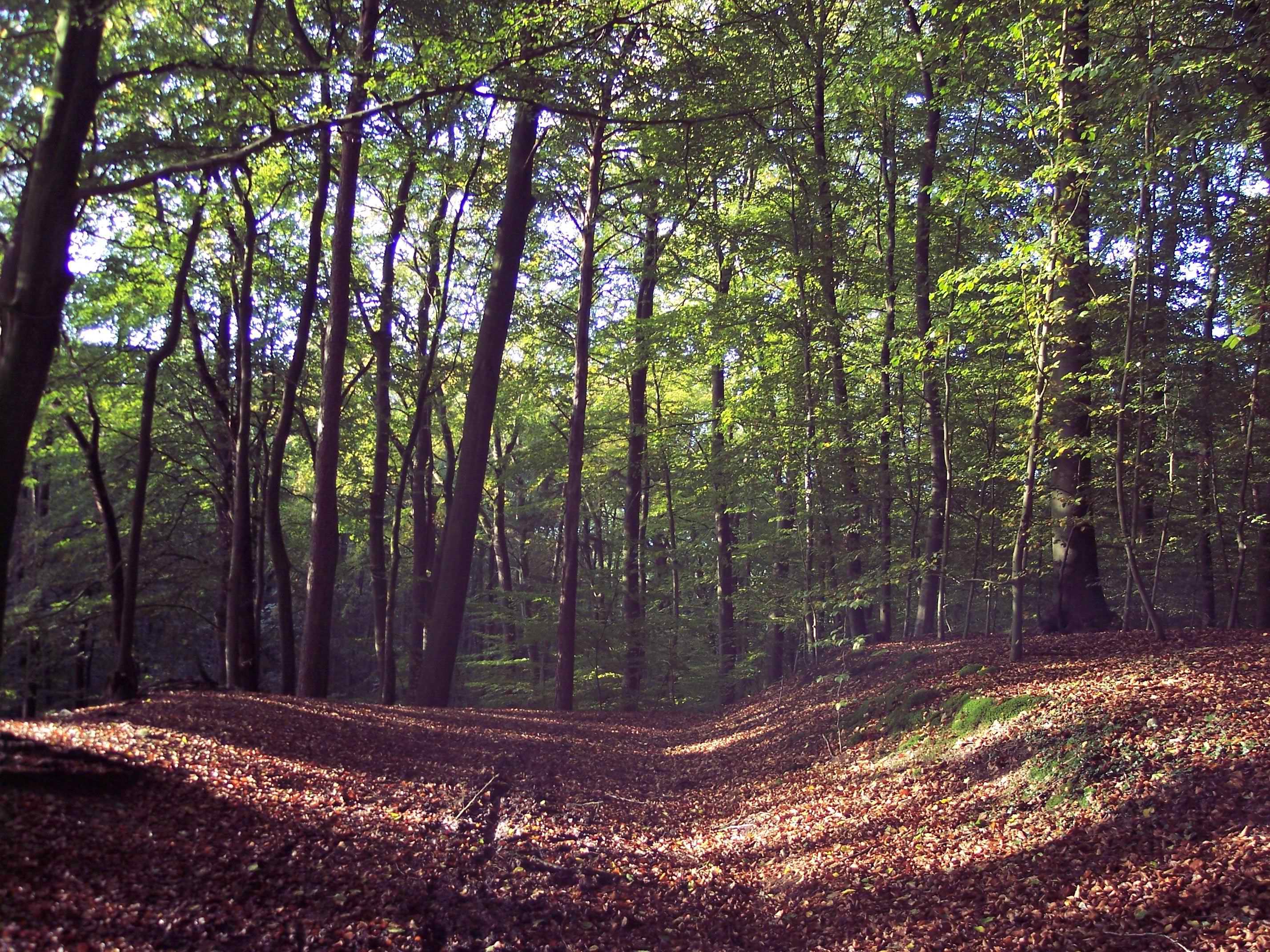 100_4234 - Kopie.jpg