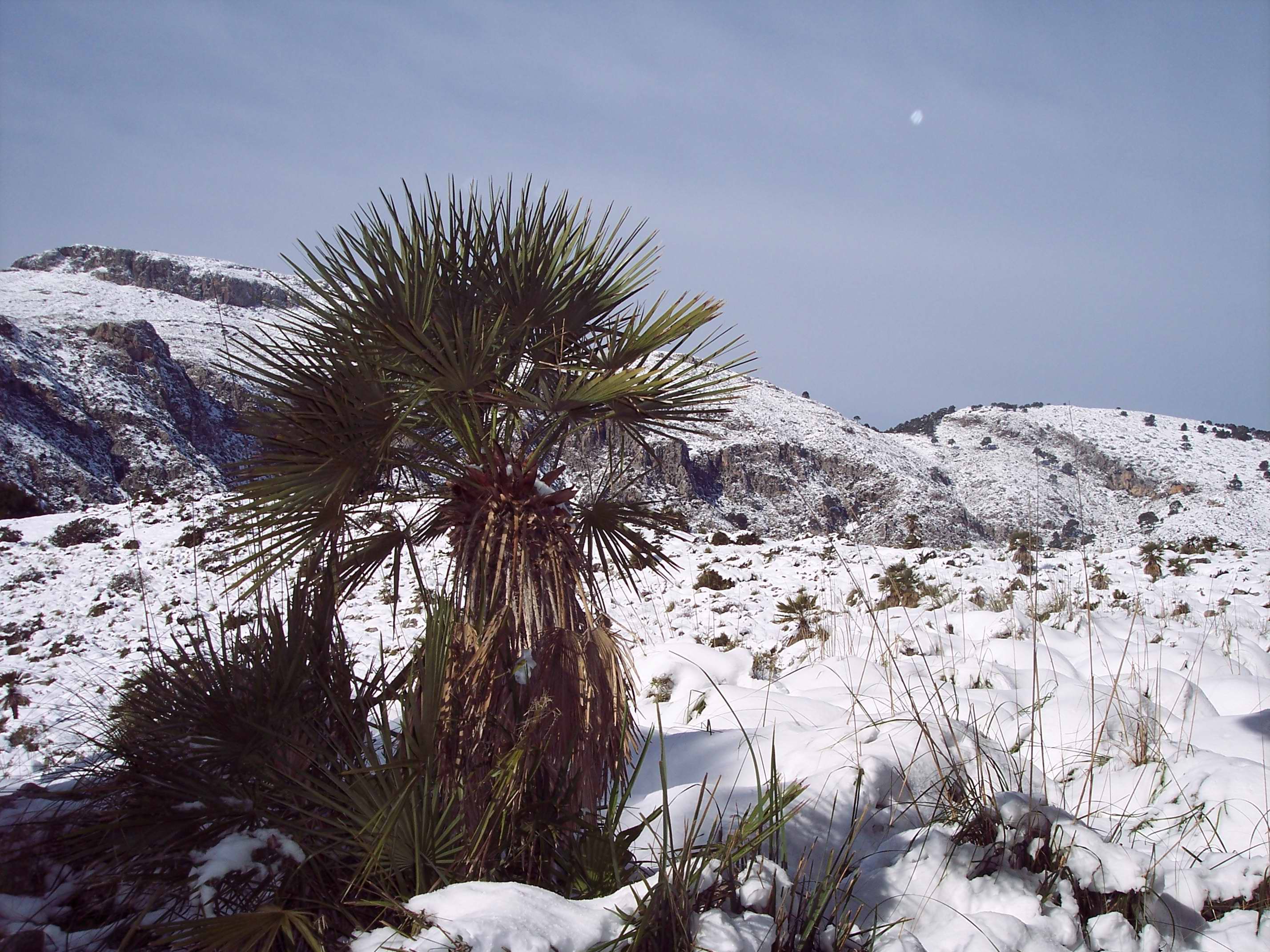 Mallorca2012 054.jpg