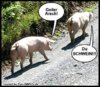 lustige_tierbilder.jpg