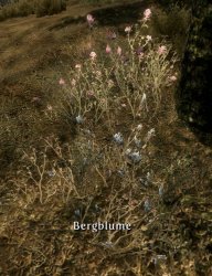 eHudBlume.jpg eHudBlume.jpg