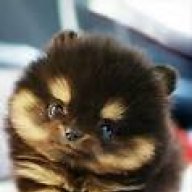 queckenhamster69