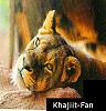Khajiit-Fan