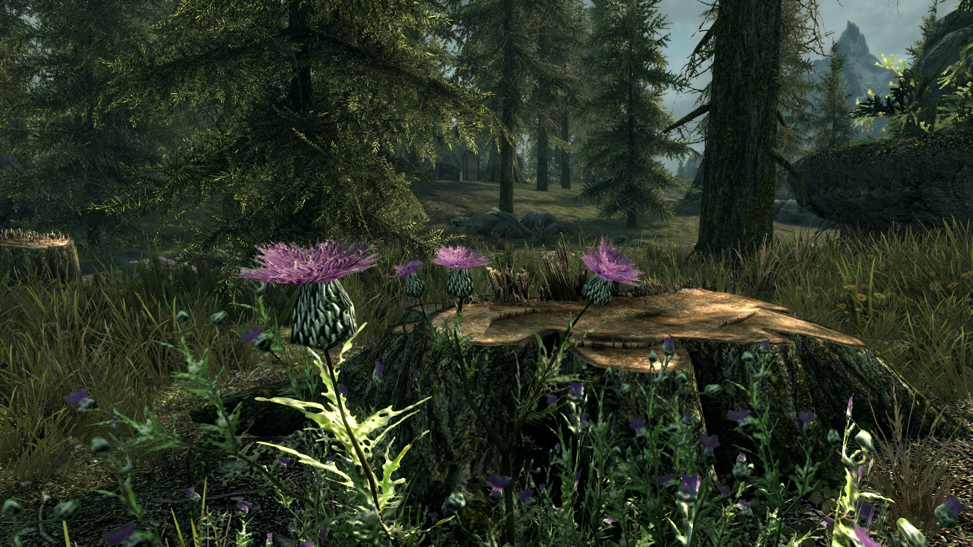 Skyrim_03_Natur