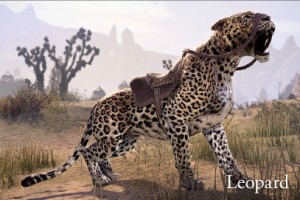 Leopard Reitier