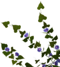 morningglory.png