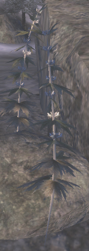 Datei:OBL Herzgespann.jpg