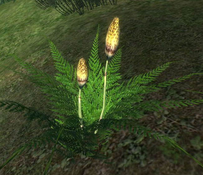 Datei:Somnaliusfarn.jpg