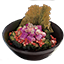 ESO Icon Salat 1.png