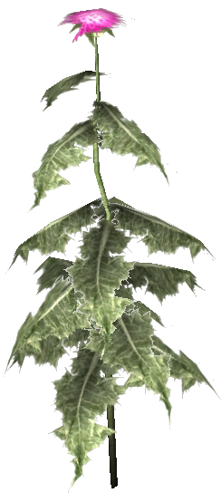 Datei:Milchdistel Obl.png