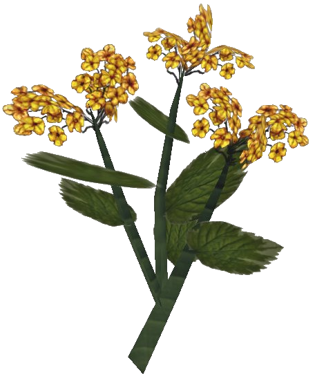 Datei:Goldkanet Pflanze.png