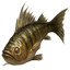 ESO Icon crafting fishing perch.png