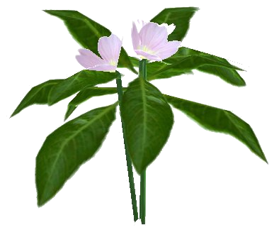 Datei:Primel weiß.png