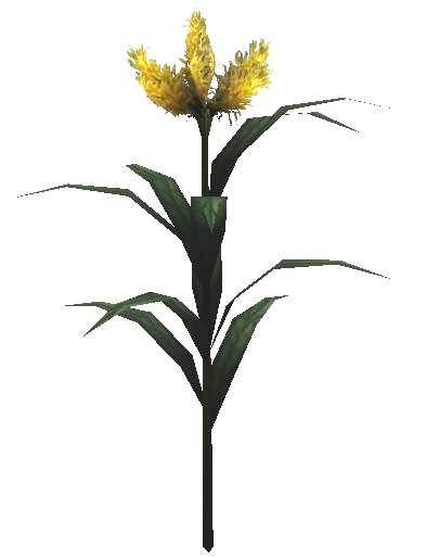 Datei:Nirthfliegen-Blume Pflanze.png