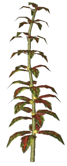 Datei:Roter Seetang.png