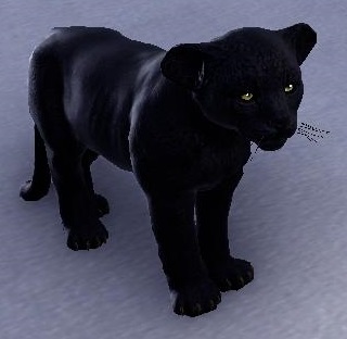 Datei:ESO Schwarzes Senchepantherjunges.jpg