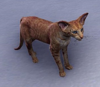 Datei:ESO Fuchsrotes Großohrkätzchen.jpg