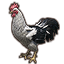 ESO Icon pet 215 roosterwhite.png