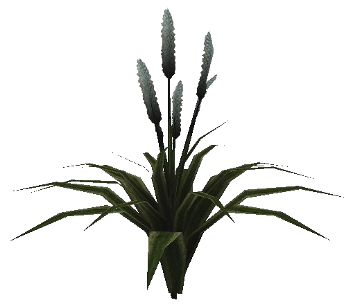 Datei:Halmroggen Pflanze.png