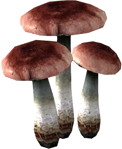 Datei:SR Fliegenpilz.png