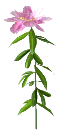 Datei:Pfingstrose weiß.png