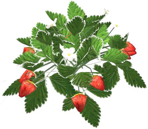 Datei:Erdbeerstrauch.png