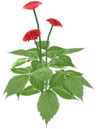 Ginsengpflanze rot.png