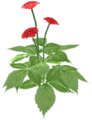 Ginsengpflanze mit roten Blüten