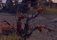 ESO Aschblume - rot.jpg