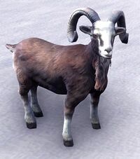 ESO Drachenschwanz-Ziege.jpg