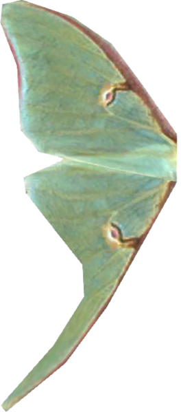 Datei:SR Mondfalterflügel.png