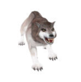 Ein Schneewolf