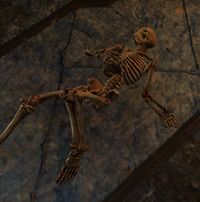 ESO Skelett-Überreste.jpg
