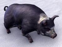 ESO Psijik-Dominoschwein.jpg