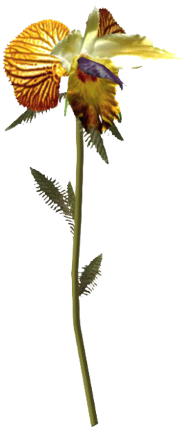 Datei:SR Drachenbaum.png