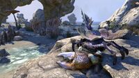 ESO Korallenkrabbe Promo.jpg