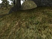 Gras grün Vvardenfell.jpg