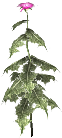 Milchdistel Obl.png