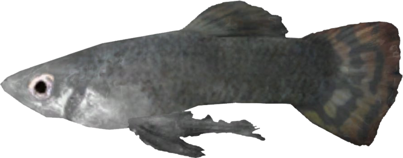 Datei:SR Silberbarsch.png