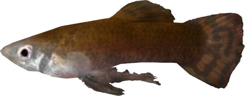 Datei:SR Histkarpfen.png