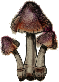 Blutende Krone Zeichnung.png