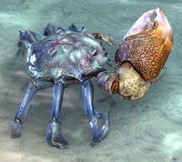 ESO Korallenkrabbe.jpg