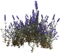 Die Pflanze Lavendel