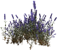 SR Lavendel Pflanze.png