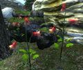 Mehrere Akeleiblumen in Cyrodiil