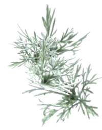 OBL Wermutblätter.png