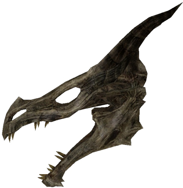 Datei:Drachenskelett - Schädelprofil.png