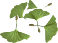 Ginkgo-Blätter