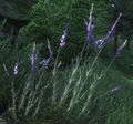 OBL Lavendel.jpg